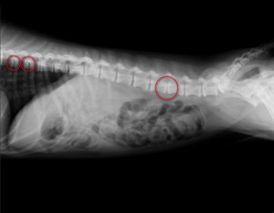 マロXray-2