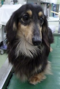 ラミ