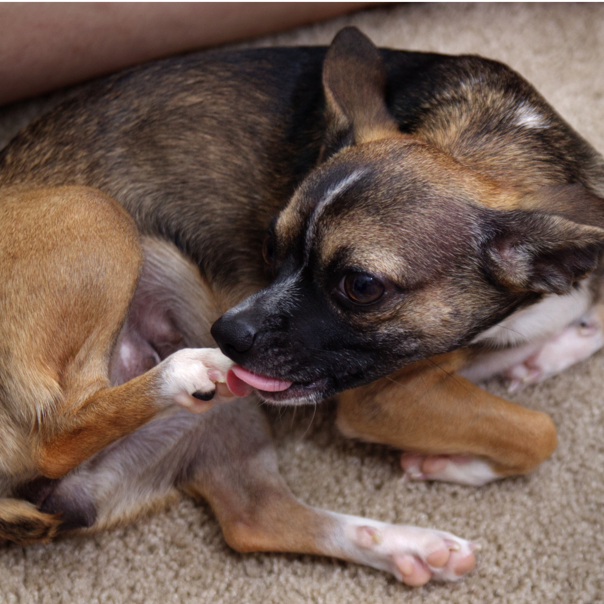 犬 前足 舐める