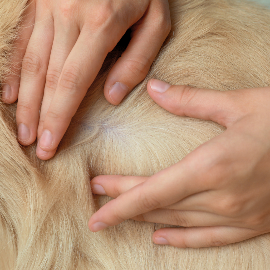 犬や猫の皮膚のできもの・しこりの早期発見ガイド｜日々のスキンシップ