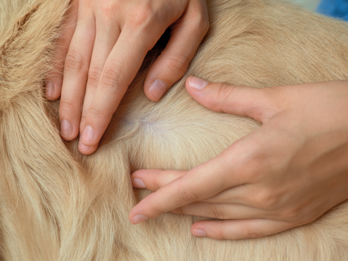 犬や猫の皮膚のできもの・しこりの早期発見ガイド｜日々のスキンシップ