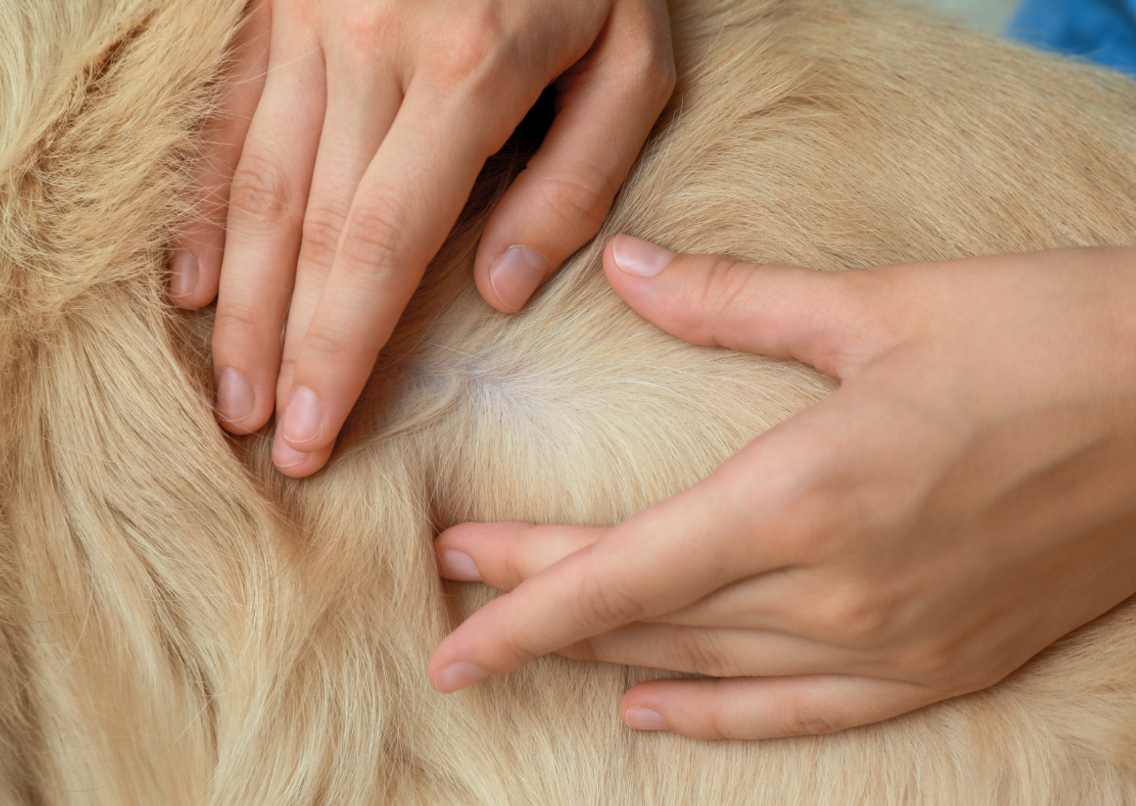 犬や猫の皮膚のできもの・しこりの早期発見ガイド｜日々のスキンシップ
