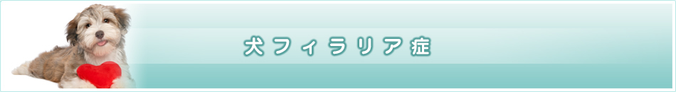 filaria_title